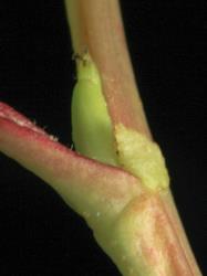 Salix gooddingii. Stipule.
 Image: D. Glenny © Landcare Research 2020 CC BY 4.0